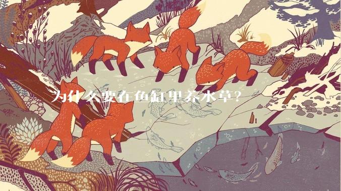 为什么要在鱼缸里养水草？